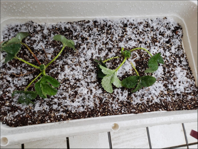 新しい時代が、幸せいっぱいな日々になりますように! 新しい時代が、幸せいっぱいな日々になりますように!