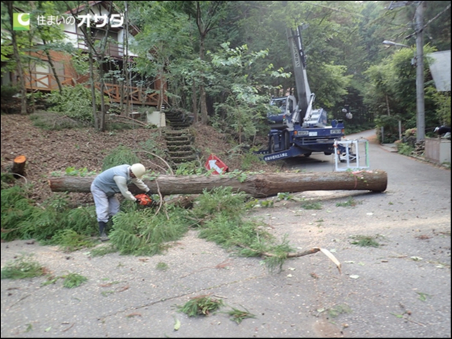 こうして写真を見るだけでも、大きな木を切るということは本当に大変なことですね!
こうして写真を見るだけでも、大きな木を切るということは本当に大変なことですね!