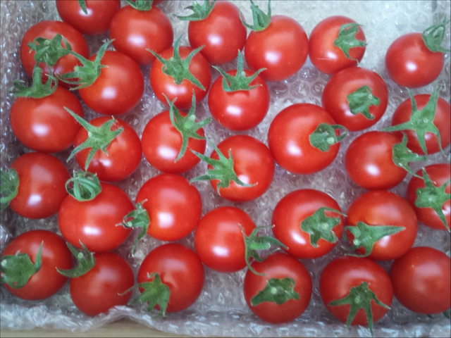 このトマトは、東京の笑顔流仲間の方がお土産に持ってきてくださったのですが、やはり笑顔流仲間の香川で栽培されている佐藤さんのトマトです。
とーっても甘くて、しかも栄養もタップリ入っているそうです。
土耕でも水耕でもない、「アイメックⓇ」という栽培方法だそうですが、柴崎さん、佐藤さんありがとうございました(*^^*) このトマトは、東京の笑顔流仲間の方がお土産に持ってきてくださったのですが、やはり笑顔流仲間の香川で栽培されている佐藤さんのトマトです。
とーっても甘くて、しかも栄養もタップリ入っているそうです。
土耕でも水耕でもない、「アイメックⓇ」という栽培方法だそうですが、柴崎さん、佐藤さんありがとうございました(*^^*)