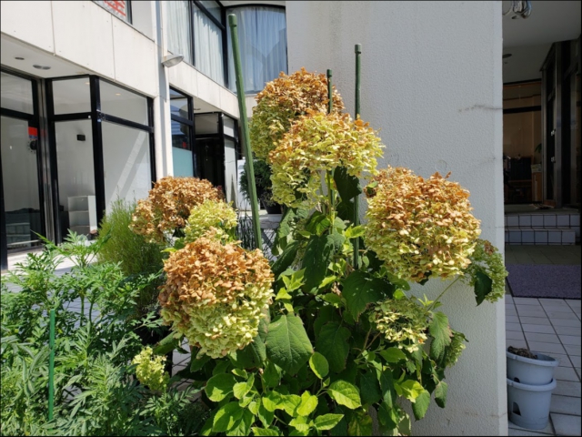 あの立て続けに落ちた雷の被害がなければいいのですが、その情報はわかりませんでした。
あちこちで停電になったそうですが、幸い私たちの会社は停電にはなりませんでしたが、ただひとつ・・・
秋までいい色に咲かせたいと思っていたアナベルが、雨の当たったところだけ茶色くなってしまいました><
酸性雨?
雨が降ったら、傘さしましょうね!
大きな被害がなさそうで良かったです。 あの立て続けに落ちた雷の被害がなければいいのですが、その情報はわかりませんでした。
あちこちで停電になったそうですが、幸い私たちの会社は停電にはなりませんでしたが、ただひとつ・・・
秋までいい色に咲かせたいと思っていたアナベルが、雨の当たったところだけ茶色くなってしまいました><
酸性雨?
雨が降ったら、傘さしましょうね!
大きな被害がなさそうで良かったです。